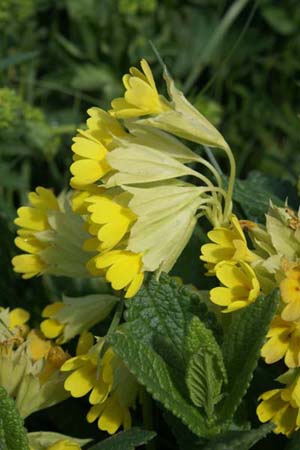 PRIMULA veris macrocalyx