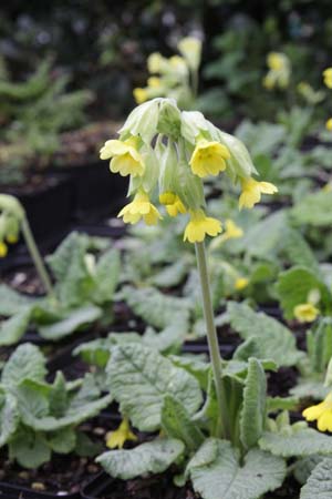 PRIMULA veris (coll. Melosa, Ligurië, It.)