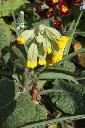 PRIMULA veris 'Coronation Cowslips'