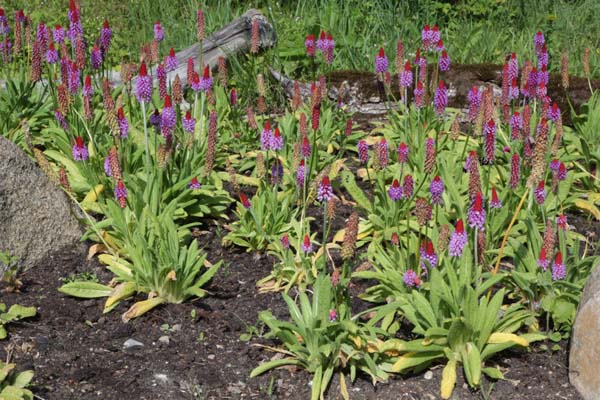 PRIMULA viallii