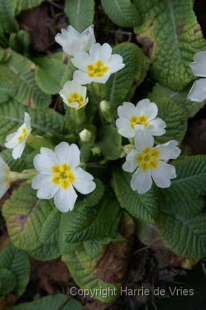 PRIMULA vulgaris
