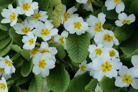 Primula vulgaris