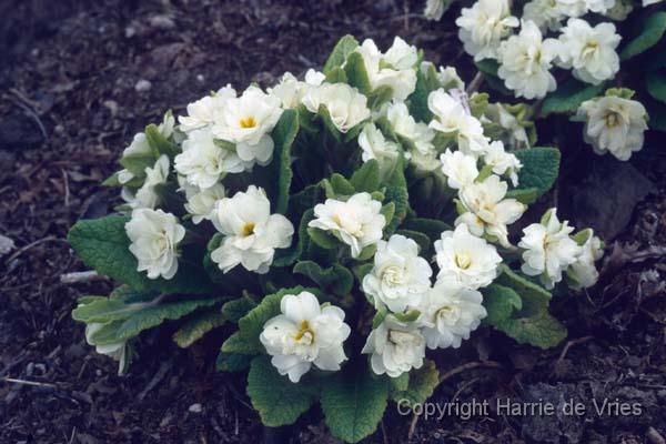 Primula vulgaris 'Dawn Ansell'