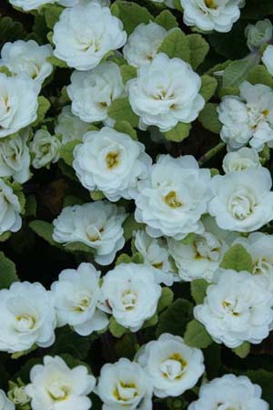 PRIMULA vulgaris 'Dawn Ansell'
