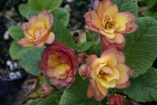 PRIMULA vulgaris 'Ken Dearman'