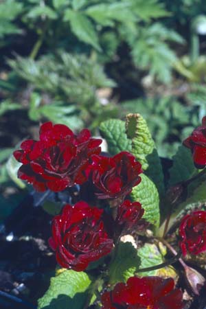 PRIMULA vulgaris 'Captain Blood'