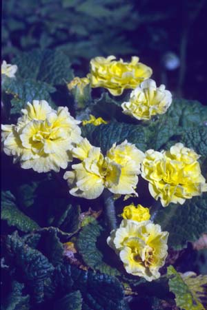 PRIMULA vulgaris 'Val Horncastle'