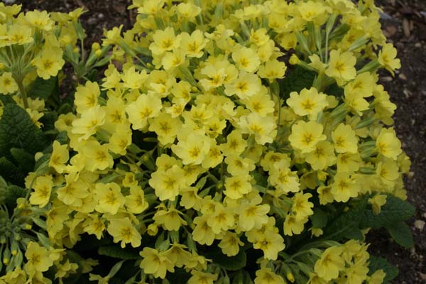 PRIMULA vulgaris x veris (P. × polyantha)