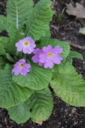 PRIMULA vulgaris ssp. sibthorpii