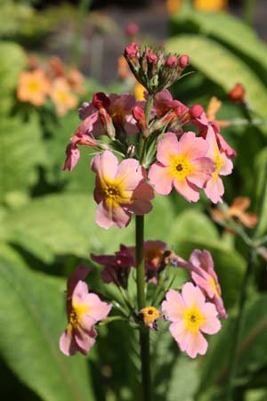 Primula x bullesiana
