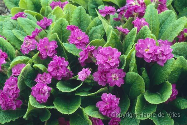 PRIMULA vulgaris 'Marie Crousse'