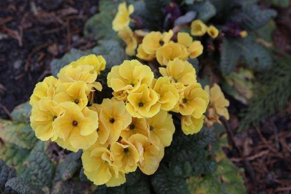 PRIMULA 'Yellow Cowichan'