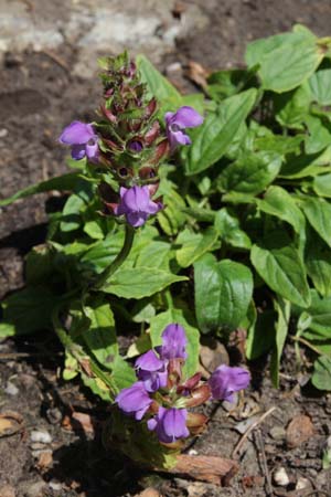 PRUNELLA grandiflora pyrenaica