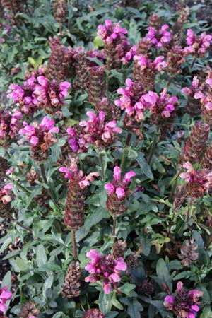 Prunella grandiflora 'Grüss aus Isernhagen'
