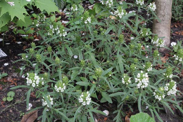 Prunella laciniata (ex SLIZE 2898)