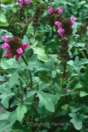 Prunella