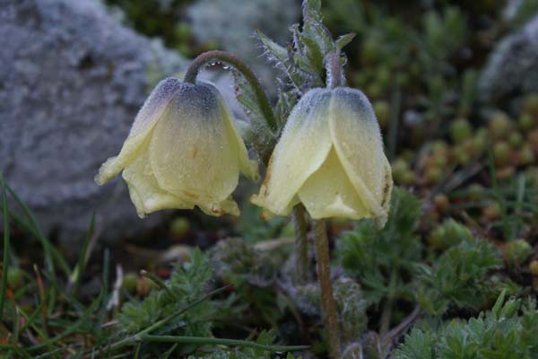 PULSATILLA albana