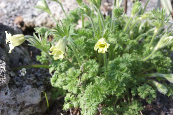 PULSATILLA albana lutea