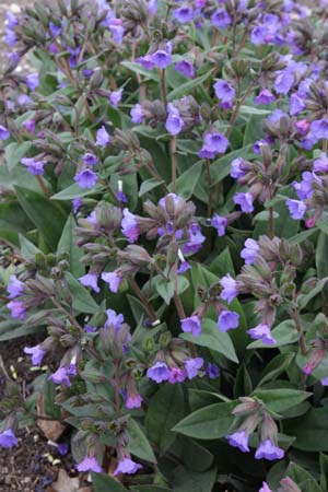 Pulmonaria angustifolia 'Blue Ensign'