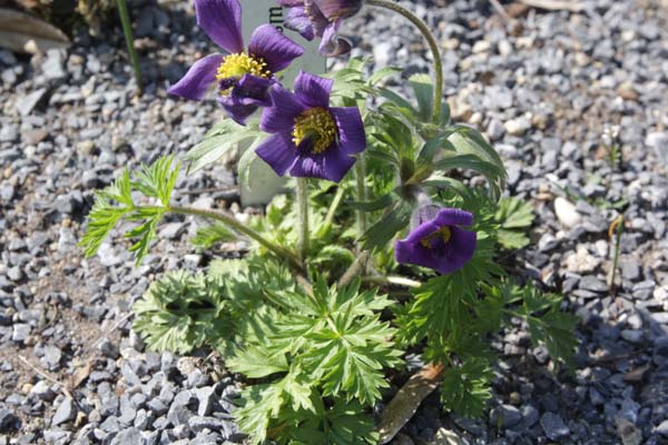 PULSATILLA bungeana