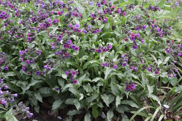 Pulmonaria 'Diana Clare'