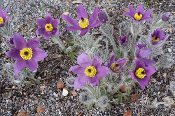 PULSATILLA grandis f. moravica