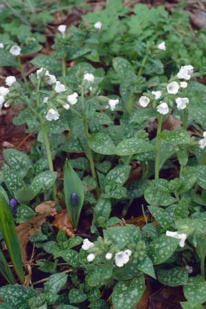 Pulmonaria officinalis 'Sissinghurst White'