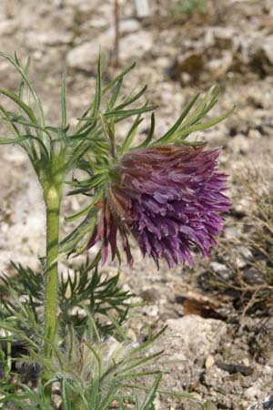 PULSATILLA vulgaris 'Olga's Traum'