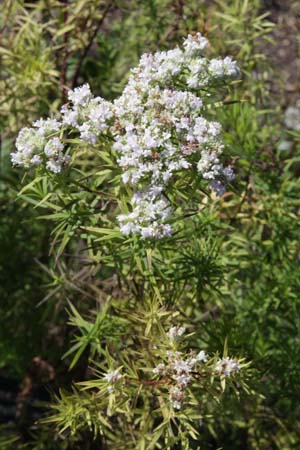 Pycnanthemum tenuifolium