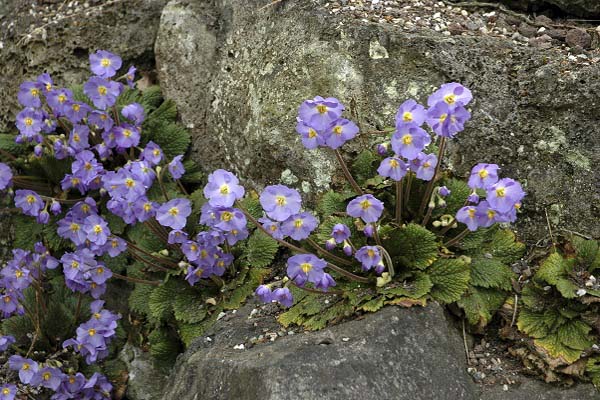Ramonda nathaliae