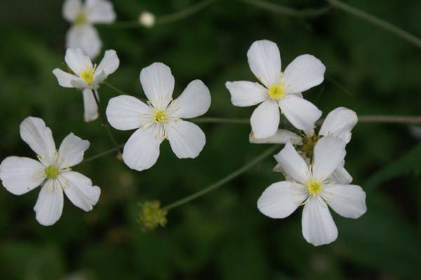 RANUNCULUS aconitifolius