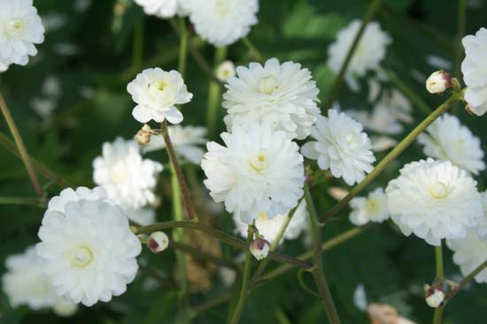 Ranunculus aconitifolius 'Flore Pleno'