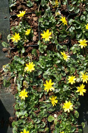 RANUNCULUS ficaria 'Blackadder'