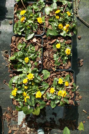 RANUNCULUS ficaria 'Collarette' (E.A. Bowles)