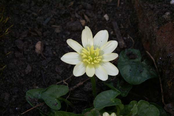 RANUNCULUS ficaria 'Salmon White'