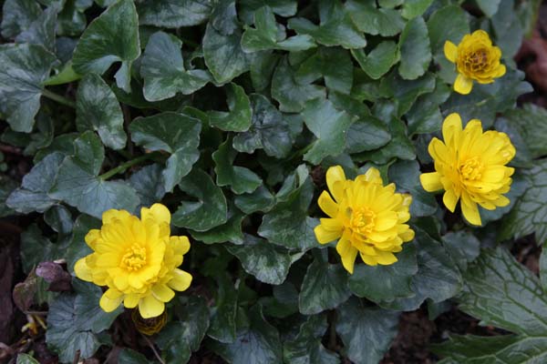 RANUNCULUS ficaria 'Deborah Jope'