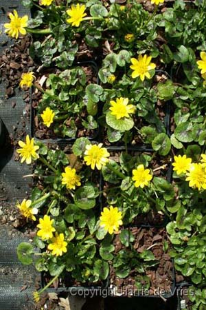 Ranunculus