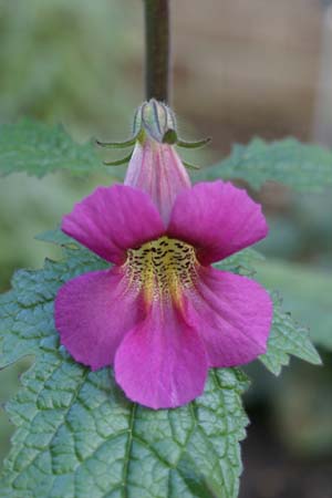 Rehmannia piasezkii