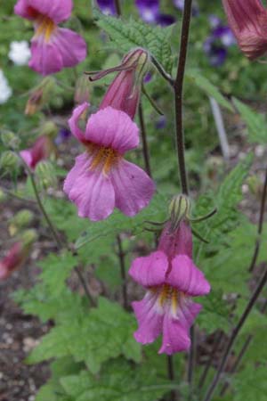 Rehmannia piasezkii