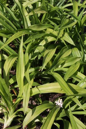 REINECKEA carnea 'Crûg's Broadleaf'