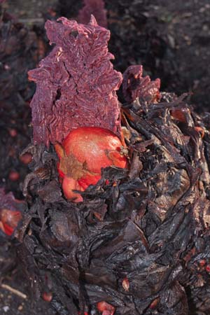 Rheum palmatum 'Red Herald'