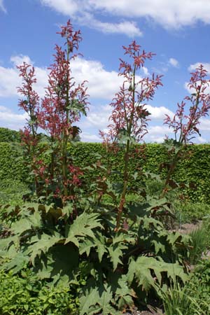 Rheum palmatum 'Red Herald'