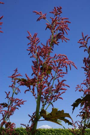 Rheum palmatum 'Red Herald'
