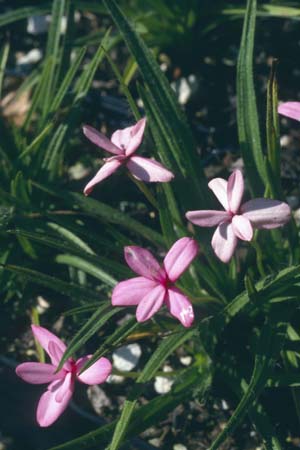 Rhodohypoxis 'Harlequin'