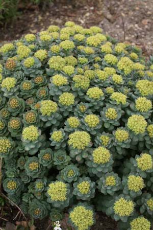 RHODIOLA ishidae