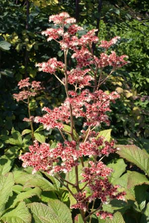 RODGERSIA 'Badenweiler'
