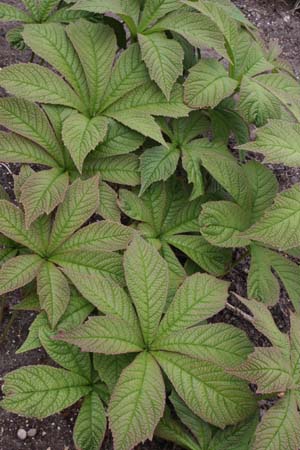 RODGERSIA 'Chocolate Wings'
