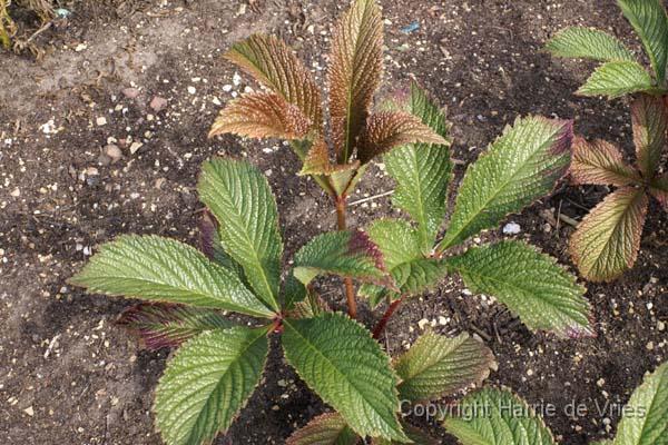 RODGERSIA pinnata 'Fireworks'