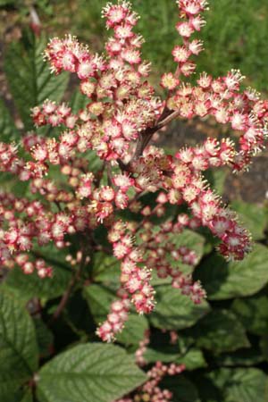 RODGERSIA 'Hercules'