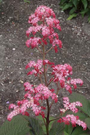 RODGERSIA 'Lou'